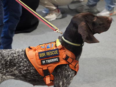 搜救犬救援